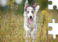 Border collie, Łąka