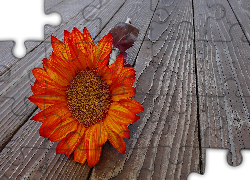 Pomarańczowy, Kwiat, Deski