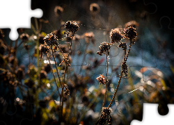 Suche, Rośliny, Pajęczyna