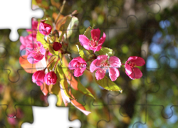 Kwiaty, Różowe, Gałązka