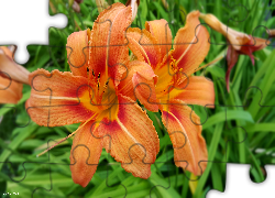 Kwiaty, Liliowce