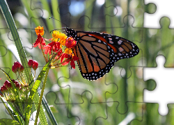 Motyl, Monarch, Kwiatki, Ogród, Lato