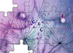 Kozibród Łąkowy, Fioletowy, Krople, Makro