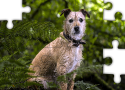 Pies, Kundelek, Rośliny, Paproć