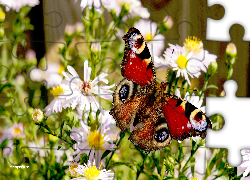 Kwiaty, Astry, Kolorowy, Motyl, Rusałka pawik