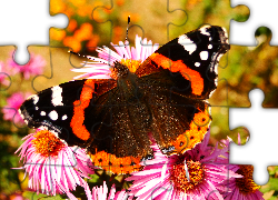 Motyl, Rusałka admirał