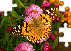 Motyl, Rusałka osetnik