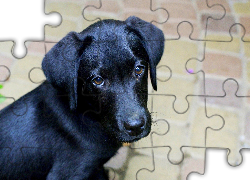 Pies, Czarny, Mordka