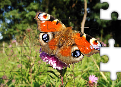 Motyl, Rusałka pawik