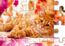 Słodki, Mały, Rudy, Kotek, Sofa