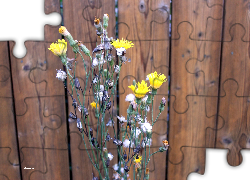 Brodawnik, Zwyczajny, Płot, Ogród, Lato