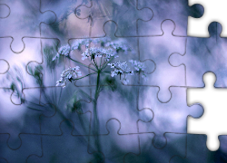 Kwiat, Rozmyte, Tło, Makro