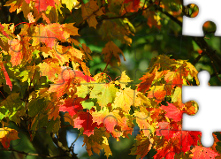 Jesień, Kolorowe, Liście, Klonu