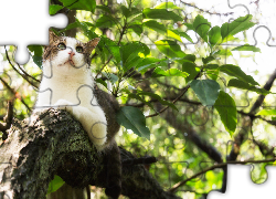 Kot, Na, Drzewie, Bokeh