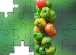 Roślina, Kolorowe, Owoce