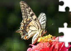 Motyl, Paż królowej, Kwiat, Cynia