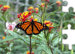 Motyl, Monarch, Kwiaty, Liście, Ogród