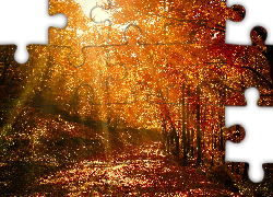Jesień, Las, Droga, Przebijające, Światło, Promieni, Słonecznych