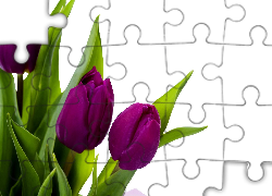 Fioletowe, Tulipany