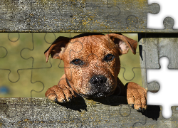 Staffordshire Bull Terrier, Smutne, Oczy, Ogrodzenie