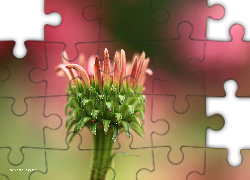 Kwiat, Różowy, Pąk