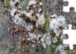 Przekwitnięte, Polne, Rośliny
