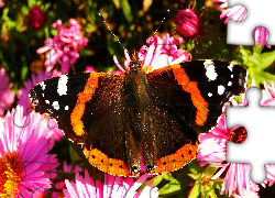 Motyl, Rusałka admirał