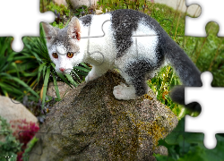 Kot, Kamień, Rośliny