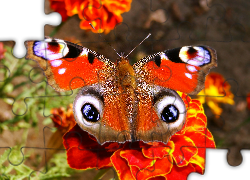 Motyl, Rusałka pawik