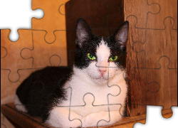 Kot, Samica, Oczy, Zielone