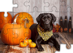 Pies, Chusteczka, Dynie, Halloween