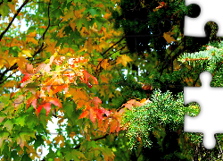 Drzewa, Jesień, Liście, Klonu