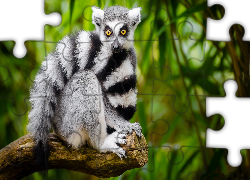 Lemur, Ogon