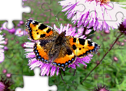 Motyl, Rusałka pokrzywnik