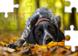 Pies, Jesień, Liście