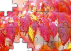 Czerwone, Liście, Jesienne