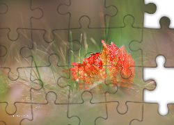 Czerwony, Liść, Trawa