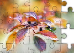 Liście, Kolorowe, Jesienne