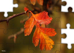 Jesienny, Liść, Gałązka