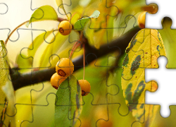 Drzewo, Żółte, Owoce