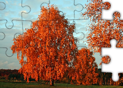 Jesień, Park, Drzewa