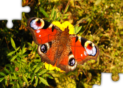 Motyl, Rusałka pawik