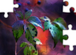 Liście, Dzikie, Wino