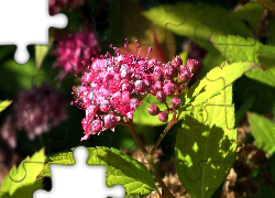 Przyroda, Kwiat, Tawuła japońska