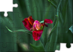 Tulipan