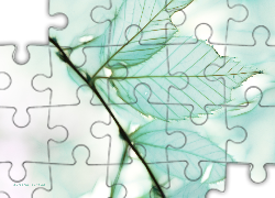 Liście, Fractalius