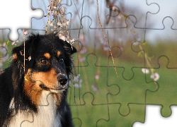 Pies, Kwitnące, Gałązki