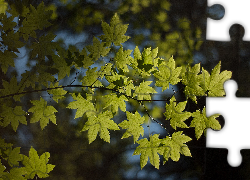 Liście, Zielone, Gałązka
