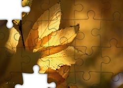 Żółte, Jesienne, Liście