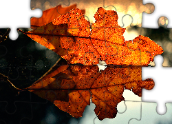 Jesienny, Liść, Odbicie, Bokeh